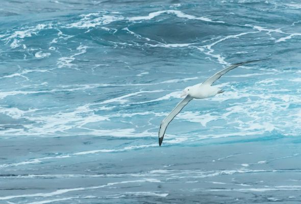 Antarctica experience antarctic birds