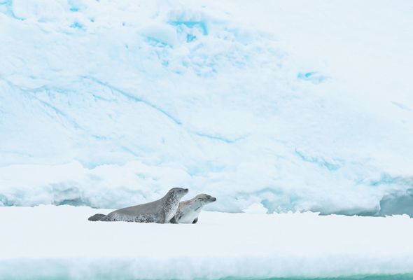 Antarctica experience seals on ice