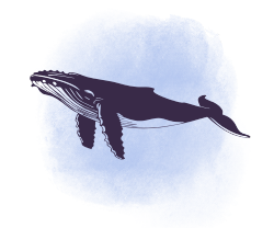 Antarctic experience icon 250 humpback